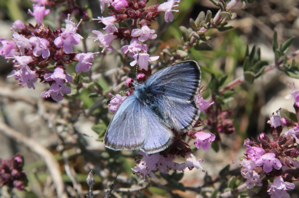 Glaucopsyche melanops